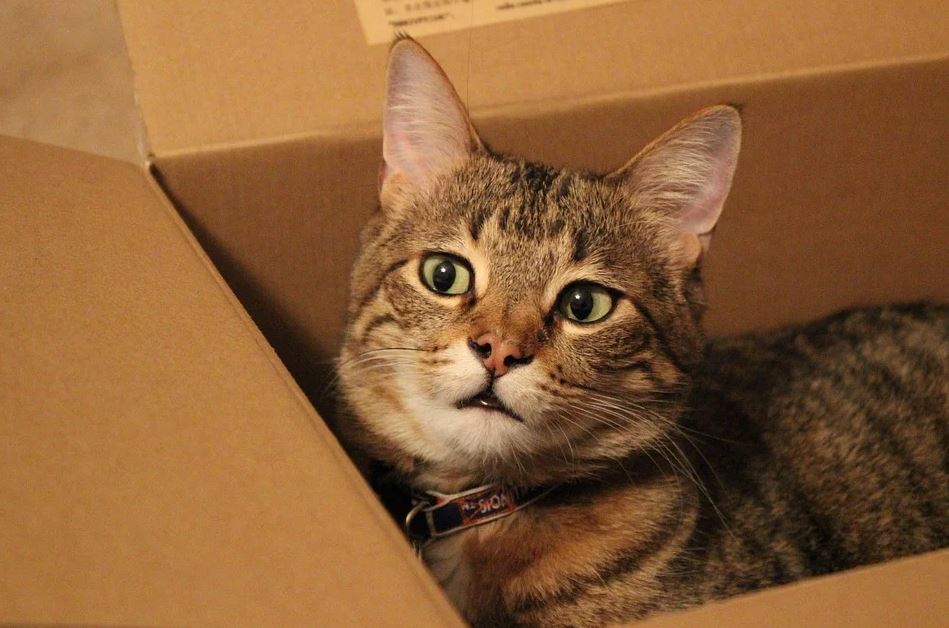 kočka v krabici